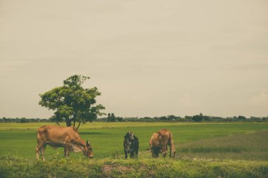 Pirinç alan mavi gökyüzü, rura ile yemek çimen ya da pirinç saman inek
