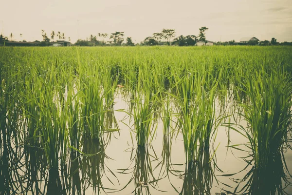 Reis sprießen in Reisfeld. Reissämlinge grünen Hintergrund — Stockfoto