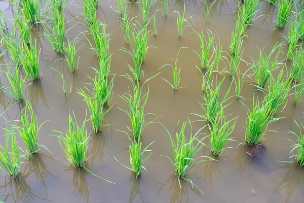 Pirinç Filiz pirinç alan içinde. Fidan yeşil arka plan pirinç