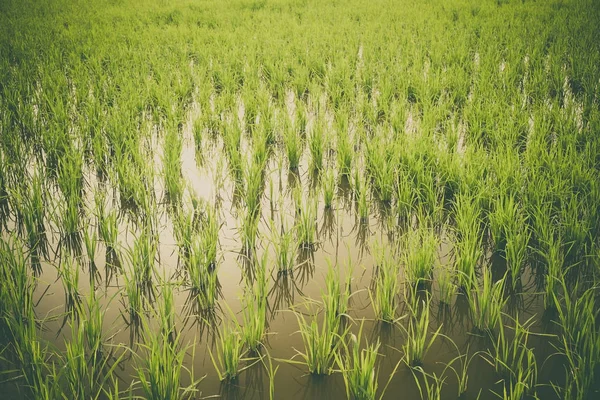 Rice kiełkować w ryżowym polu. Sadzonki ryżu zielone tło — Zdjęcie stockowe