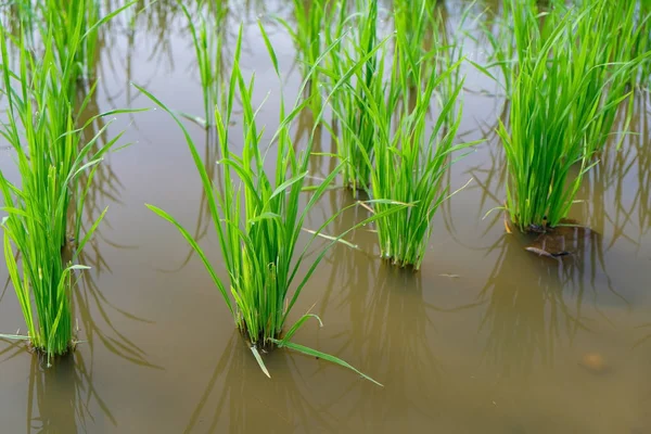 Brote de arroz en el campo de arroz. Plántulas de arroz fondo verde —  Fotos de Stock