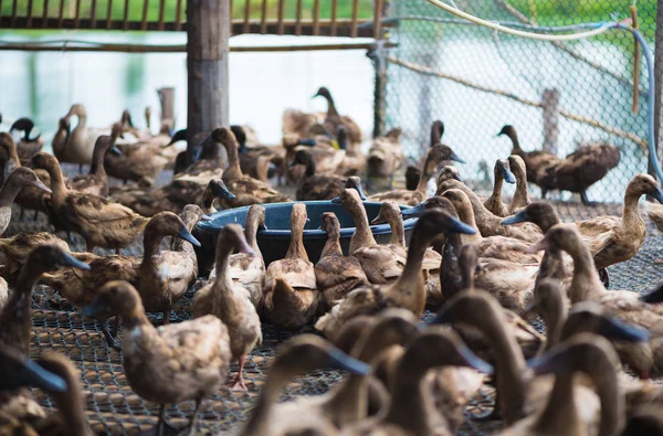 Grupo de patos na fazenda, agricultura tradicional na Tailândia . — Fotografia de Stock