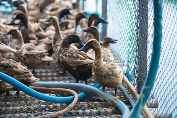 Ördekler çiftliğinde, Tayland'da Tarım geleneksel grup.