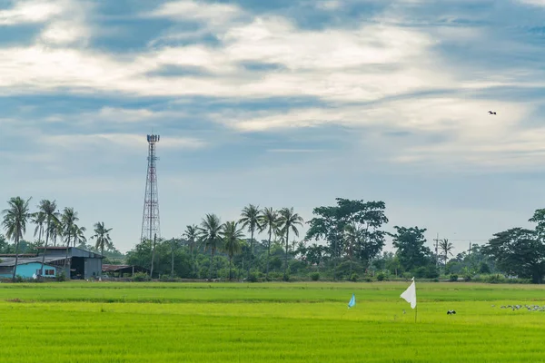 Pirinç çeltik alan telekomünikasyon kule. 