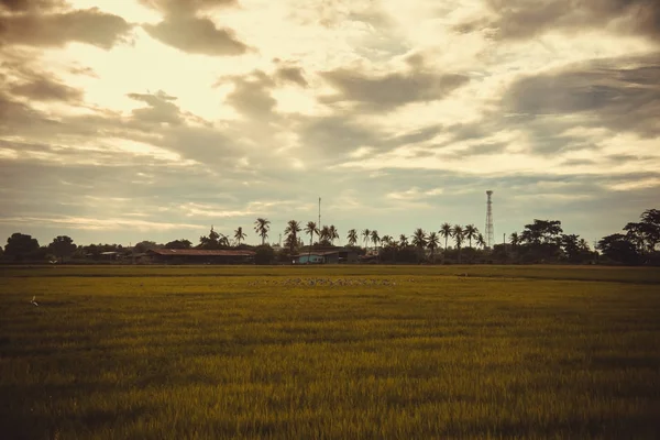alan yeşil çim mavi gökyüzü bulut Clear peyzaj adam pilav