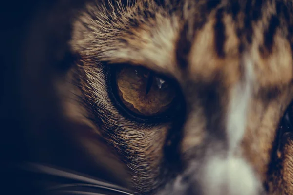 Closeup of cat eyes, cat face and look at the camera. — Stock Photo, Image