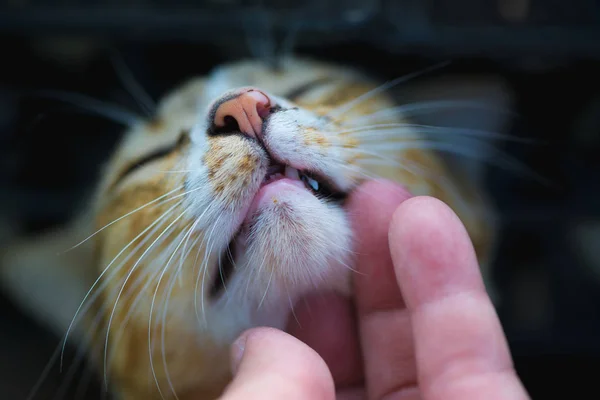 Closeup of human hand touch the cat face and the cat close eye. — Stock Photo, Image