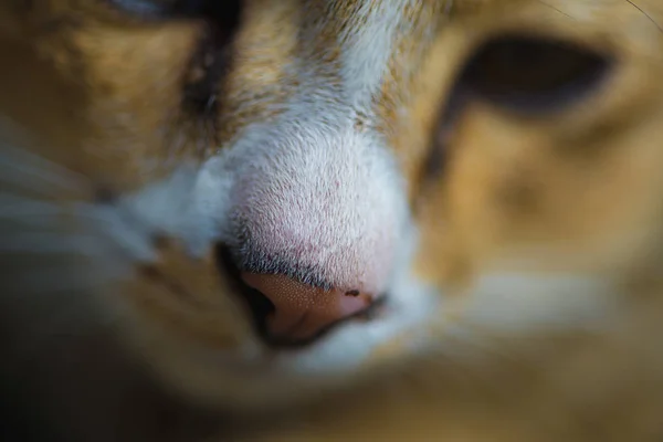 Closeup of human hand touch the cat face and the cat close eye.