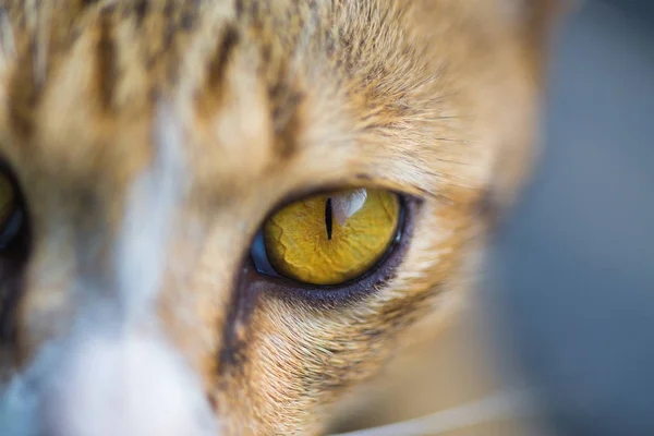 猫眼睛，猫脸，看看相机的特写镜头. — 图库照片