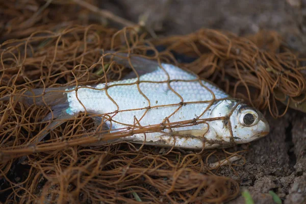 Pesci nella rete da pesca. animale — Foto Stock