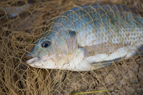 Balık Balık ağı. hayvan