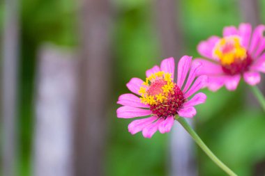 Arka plan için bahçede çiçek açan zinnia elegans çiçek.