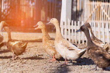 Çiftlik, Tayland'da Tarım geleneksel ördekler
