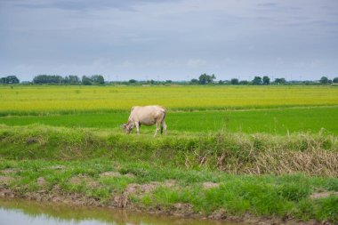 Pirinç alan mavi gökyüzü, rura ile yemek çimen ya da pirinç saman inek