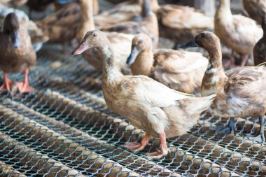 Ördekler çiftliğinde, Tayland'da Tarım geleneksel grup.