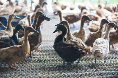 Ördekler çiftliğinde, Tayland'da Tarım geleneksel grup.