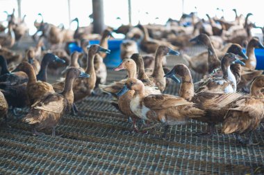 Ördekler çiftliğinde, Tayland'da Tarım geleneksel grup.
