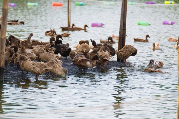 ördek grupta, yemek ve bataklık içinde Yüzme