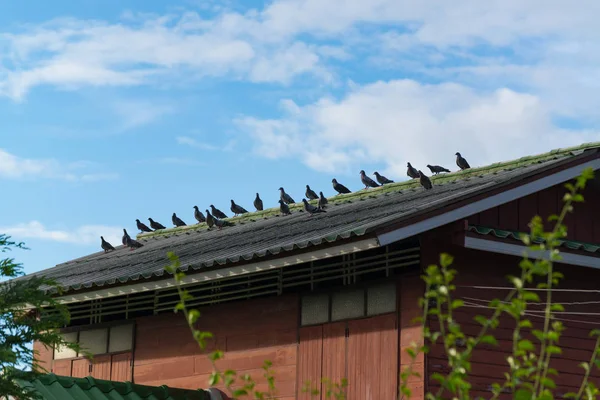 Muchas palomas grises sentadas en el techo en un día soleado . —  Fotos de Stock