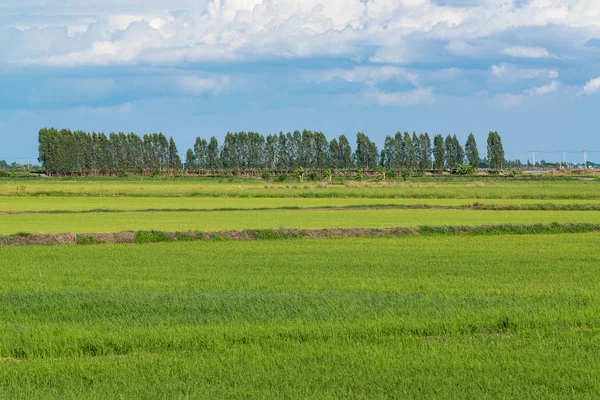 Rice field green grass blue sky cloud cloudy landscape backgroun — Stock Photo, Image