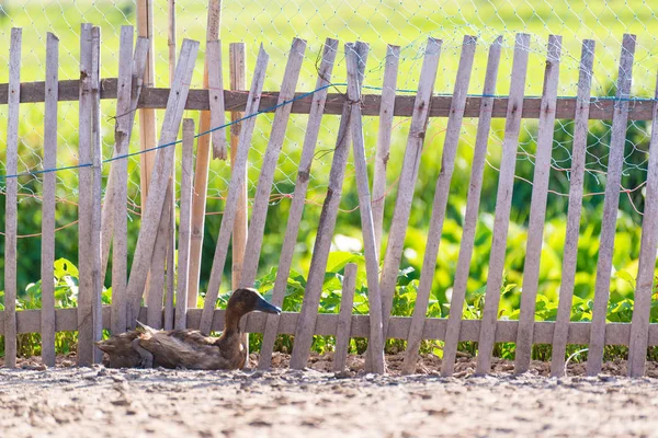 Patos en la granja, la agricultura tradicional en Tailandia — Foto de Stock