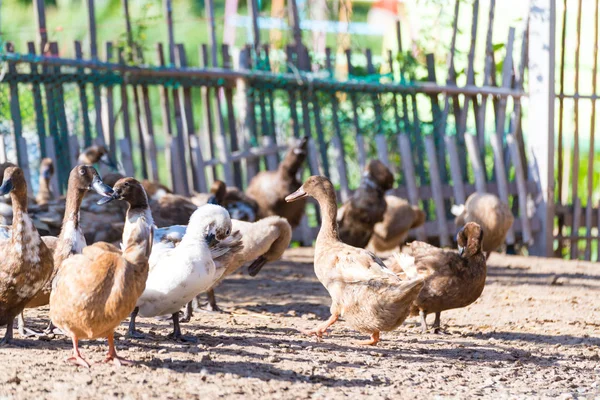 Patos na fazenda, agricultura tradicional na Tailândia — Fotografia de Stock