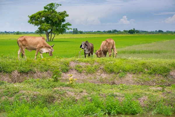 Cow eating grass or rice straw in rice field with blue sky, rura