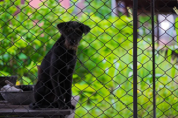 Zwarte agressieve hond in de kooi. — Stockfoto