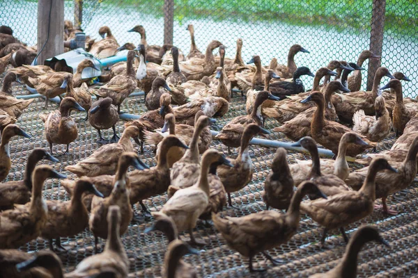 Grupo de patos na fazenda, agricultura tradicional na Tailândia . — Fotografia de Stock