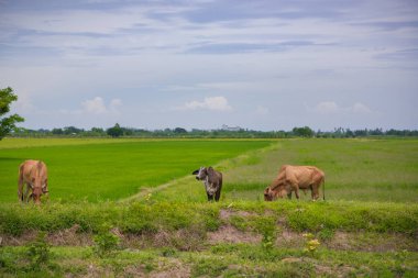 Pirinç alan mavi gökyüzü, rura ile yemek çimen ya da pirinç saman inek