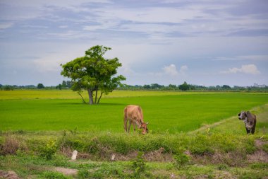 Pirinç alan mavi gökyüzü, rura ile yemek çimen ya da pirinç saman inek