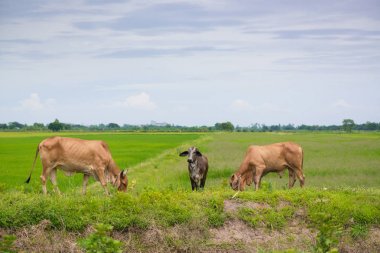 Pirinç alan mavi gökyüzü, rura ile yemek çimen ya da pirinç saman inek