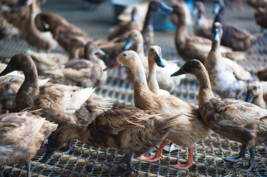 Ördekler çiftliğinde, Tayland'da Tarım geleneksel grup.