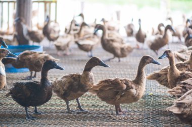 Ördekler çiftliğinde, Tayland'da Tarım geleneksel grup.