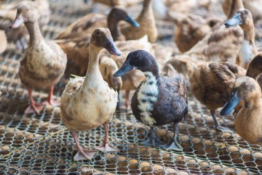 Ördekler çiftliğinde, Tayland'da Tarım geleneksel grup.
