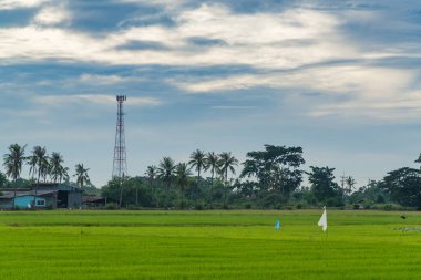 Pirinç çeltik alan telekomünikasyon kule. 