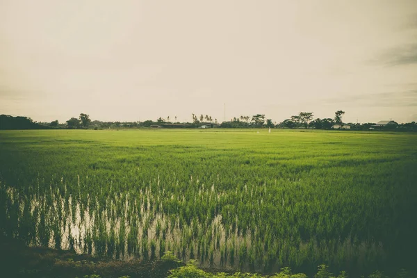 Brote de arroz en el campo de arroz. Plántulas de arroz fondo verde —  Fotos de Stock