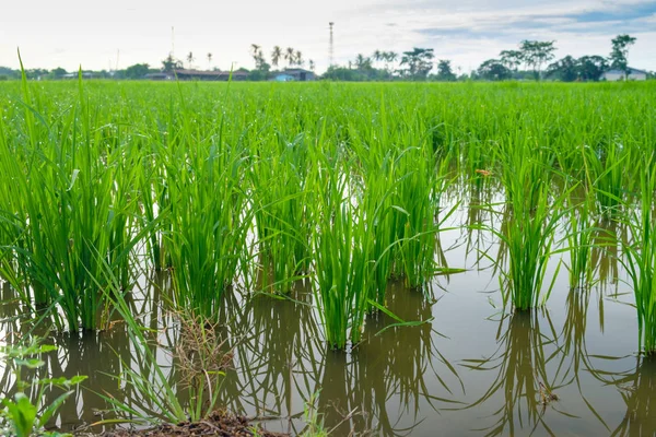 Pirinç Filiz pirinç alan içinde. Fidan yeşil arka plan pirinç