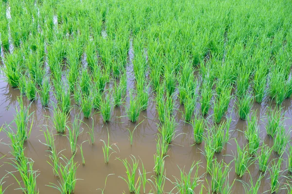 쌀 쌀 필드에 새싹입니다. 쌀 묘 목을 그린 배경 — 스톡 사진