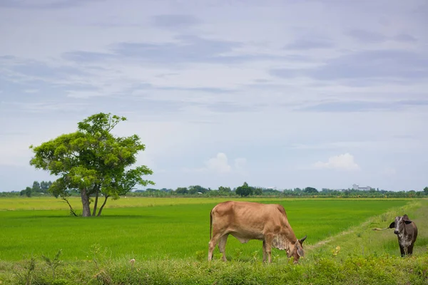 Cow eating grass or rice straw in rice field with blue sky, rura