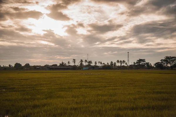 Campo de arroz hierba verde cielo azul nube paisaje nublado backgroun —  Fotos de Stock