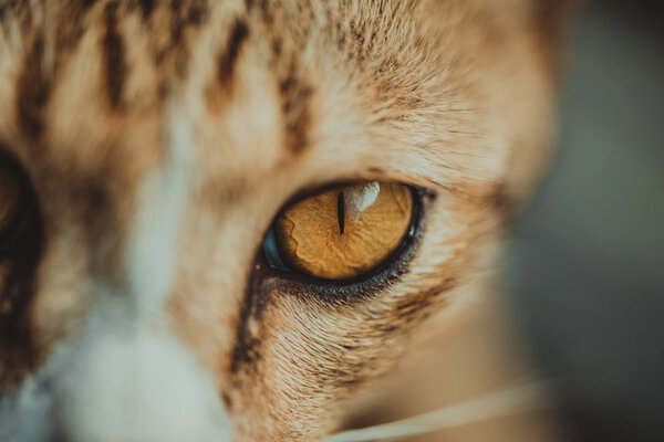 Closeup of cat eyes, cat face and look at the camera.