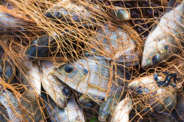 Balık Balık ağı. hayvan