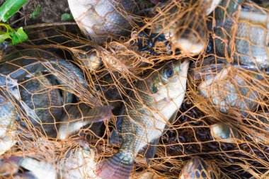 Balık Balık ağı. hayvan