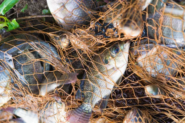 Balık Balık ağı. hayvan