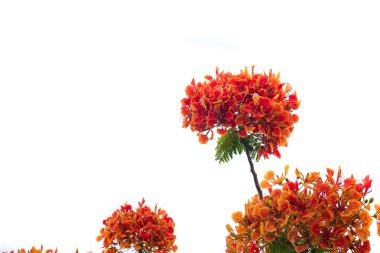 Caesalpinia pulcherrima alev ağacı çiçek.