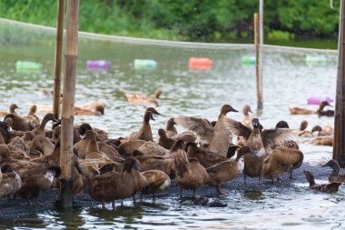 ördek grupta, yemek ve bataklık içinde Yüzme