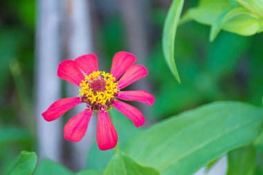 Arka plan için bahçede çiçek açan zinnia elegans çiçek.