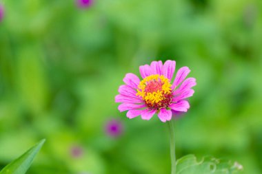 Arka plan için bahçede çiçek açan zinnia elegans çiçek.
