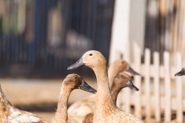 Çiftlik, Tayland'da Tarım geleneksel ördekler
